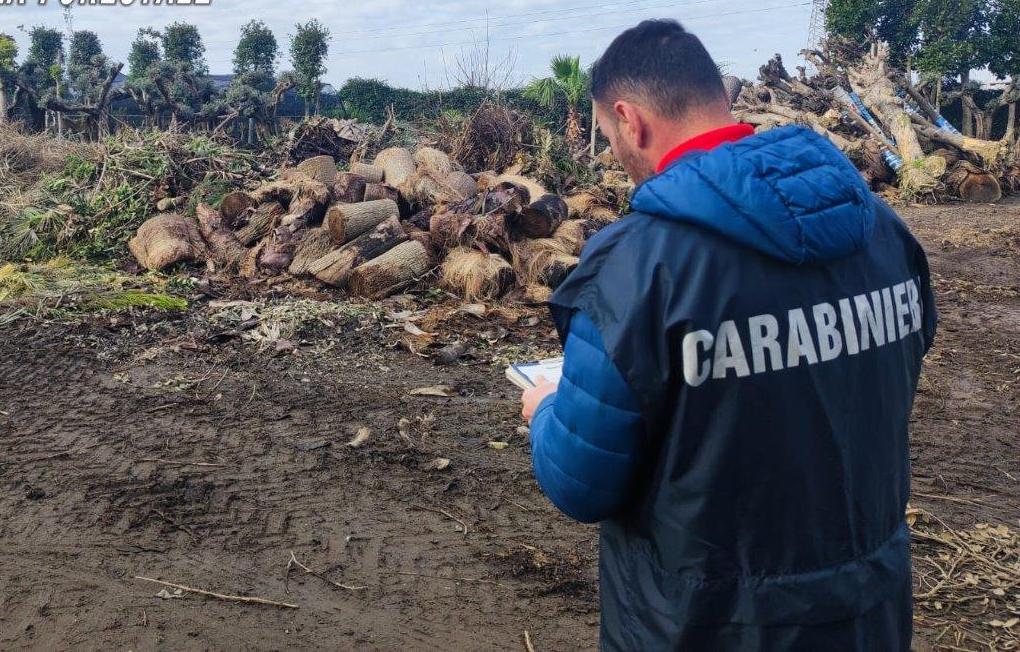 I Carabinieri Forestali di Marcianise sottopongono a sequestro un'attività vivaistica